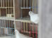Busschaert racing pigeons