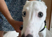 8 months old whippet boy for sale