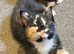 3 gorgeous kittens available now