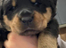 Rottweiler pups for sale