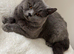 Beautiful British Blue Boy Billy for Stud