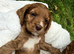 Kc reg cocker spaniel