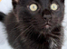 Beautiful Mink Ragdoll X BSH 2 boys left!!