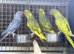 Ringneck