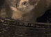 Turkish Angora mixed breed