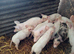 6 Weaners