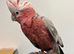 Baby Handreared Tame Galah Cockatoo Parrot