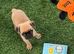 Gorgeous Pug Puppies