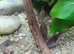 Long fin bronze corydoras