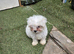 Bichon Maltese For Sale
