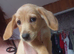 Labradoodle puppy