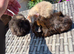 Beautiful Baby Guinea Pigs Fuzzy, Funky and Teddy