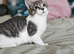 4 beautiful tabby kittens for sell/rehomeing