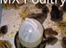 Coturnix quail chicks