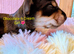 MINIATURE DACHSHUND QUALITY PUPPIES
