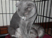 Fluffy Scottish folds
