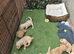 Stunning litter of F1 Goldador puppies