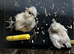 Padovana Polish & Silkie X Chicks