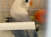 Baby semi tame lovebird