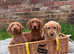 Stunning litter of red Labradoodles