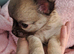 Long Coat Chihuahua puppies