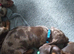 Miniature dachshund