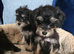 Miniature schoodles