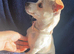 Female cream puppy