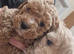 Maltipoo puppies ready now