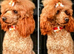 TOY POODLE BOYS AVAILABLE FOR STUD!