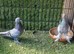 Turkish pigeons