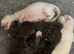 Ragdoll (mink) kittens born 10/07/26