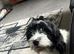 Cockapoo for sale
