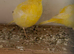 Yellow singing canary