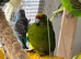 2 Kakarikis