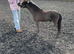 TLF MOCHA 3yr old amha / bmhs licensed stallion
