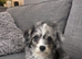 Gorgeous shihpoo boy