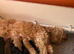 Stunning F1b cockapoo puppies READY NOW
