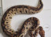 Royal pythons for sale clowns