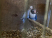 Pair of love birds