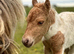 Shetland pony part disperaal