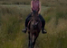 14.1 Riding Pony Gelding