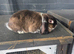 Female mini lop