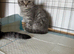 Straight eared pedigree Scottish fold