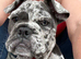French x English bulldog