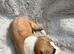 Lurcher puppies