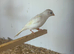 2 Irish fancy canaries