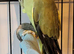 Beautiful Olive Mutation Young Indian Ringneck Talking Parrot