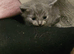 4 stunning kittens