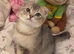 Scottish fold x British shorthair kitten
